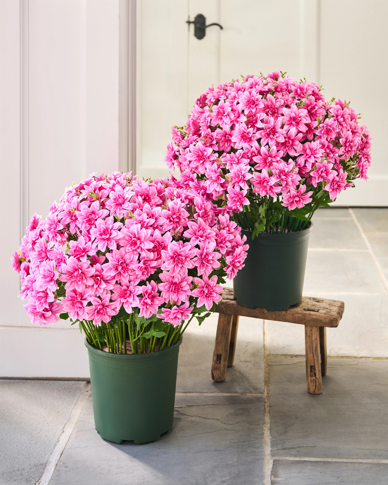 Remplisseur de pot Dahlia Rosé extérieur